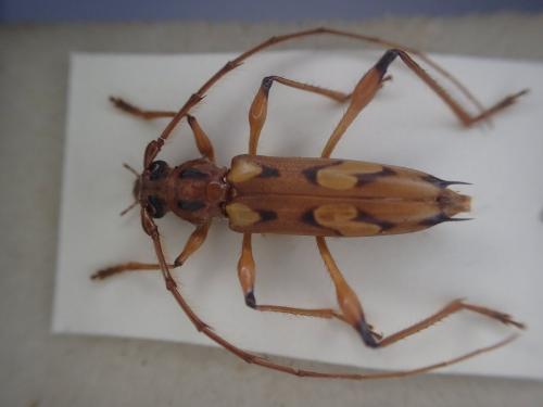 Nyssicus lobatus