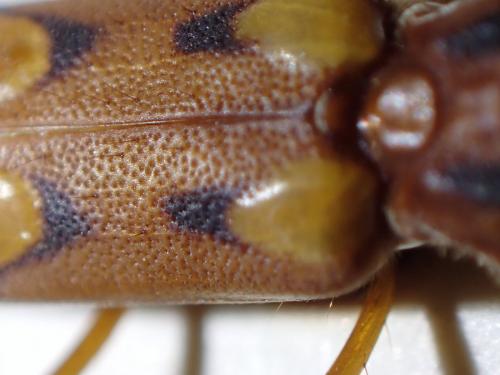 Nyssicus lobatus