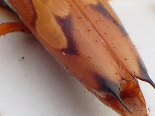 Nyssicus lobatus