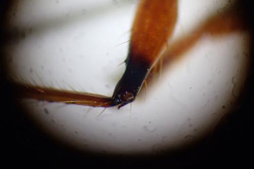 Nyssicus lobatus