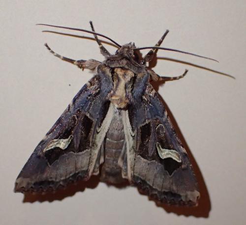 Réf. 173 299 : Trigonophora flammea