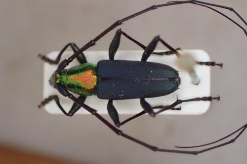 Tobipuranga chlorogaster