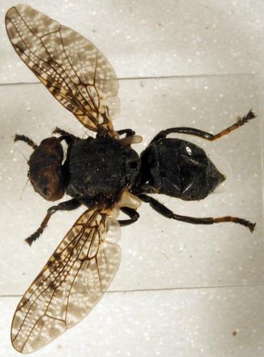 Platystoma lugubre