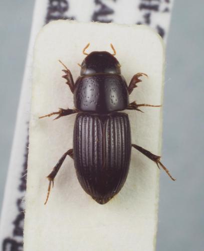 Réf. 173 661 : Aganocrossus rudolfpetrovitzi