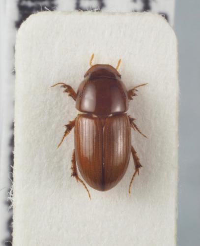 Koshantschikovius neohaematiticus