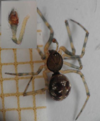 Steatoda triangulosa