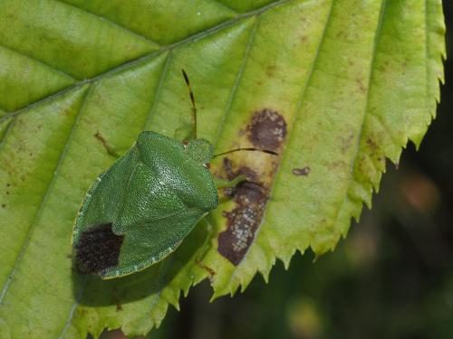 Palomena prasina