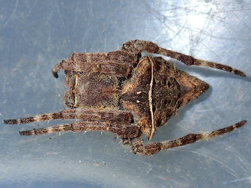 Réf. 173 114 : Parawixia dehaani