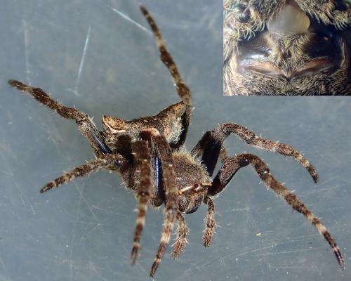 Réf. 173 113 : Parawixia dehaani