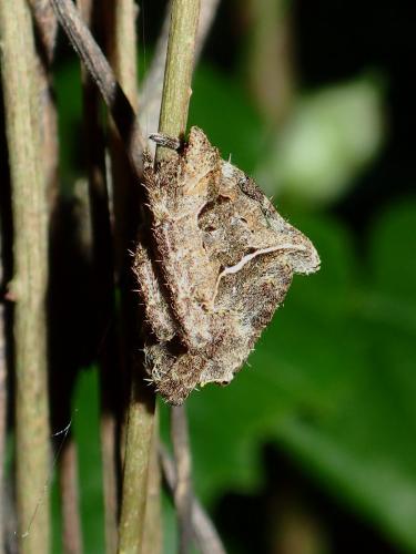 Réf. 173 112 : Parawixia dehaani
