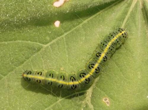 Pardoxia graellsi