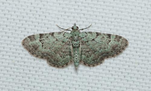 Réf. 173 384 : Pasiphila rectangulata