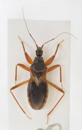 Pasira marinadolina