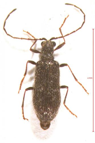 Ptinus auberti