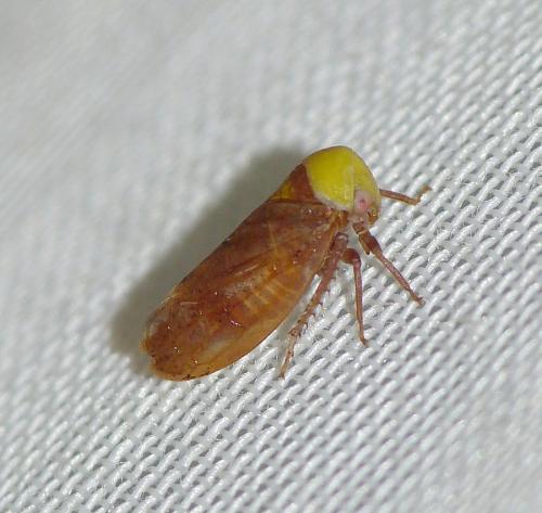 Réf. 173 590 : Pediopsis tiliae