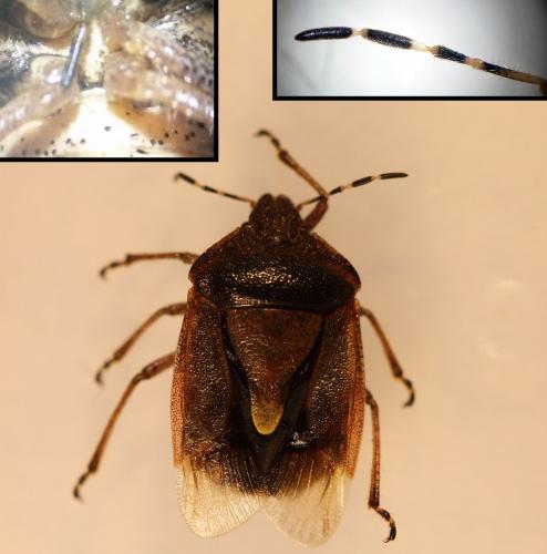 Dolycoris baccarum