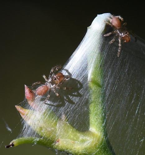 Atypus sp.