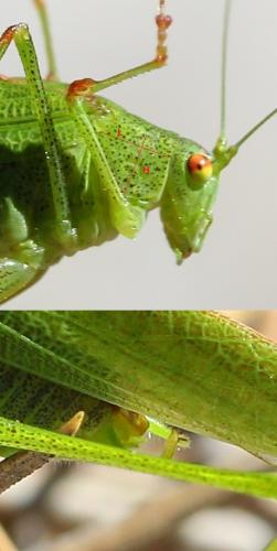 Phaneroptera nana