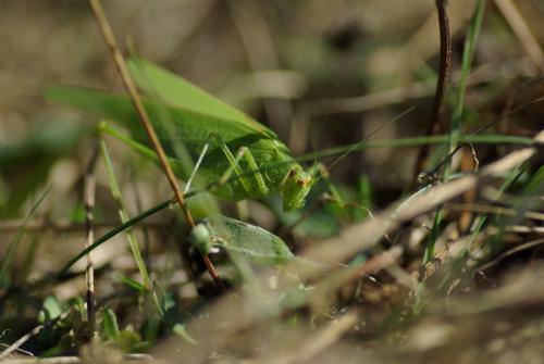 Phaneroptera sp.