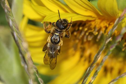 Halictus scabiosae