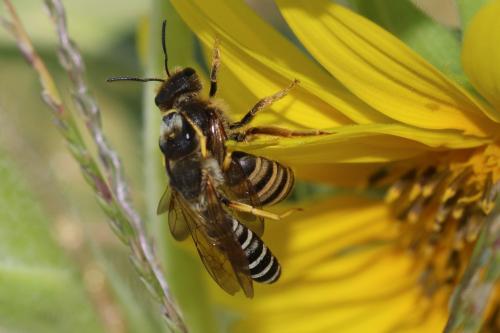 Réf. 173 421 : Halictus scabiosae