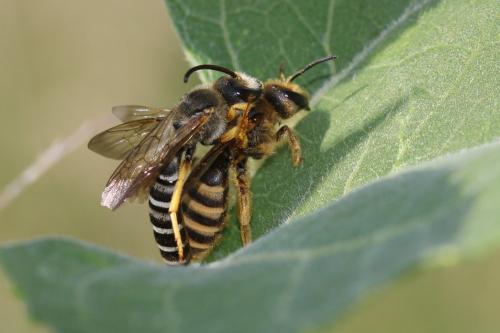 Réf. 173 422 : Halictus scabiosae