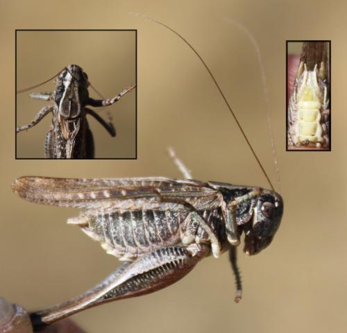 Réf. 173 127 : Platycleis albopunctata