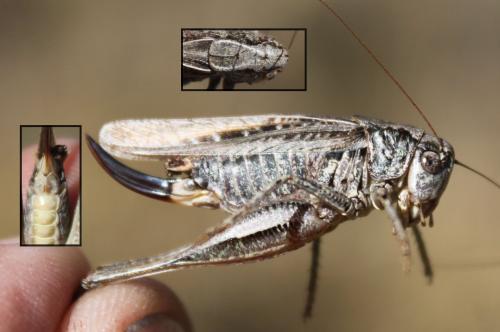 Réf. 173 143 : Platycleis albopunctata