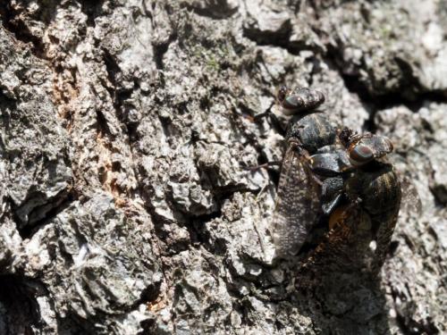Réf. 173 576 : Platystoma lugubre