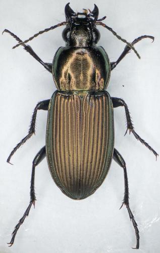 Réf. 173 948 : Poecilus sericeus
