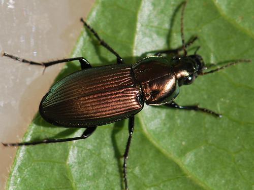 Réf. 173 295 : Poecilus sericeus