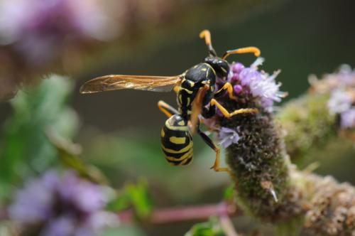 Polistes sp.
