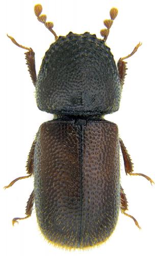 Réf. 173 393 : Dinoderus minutus