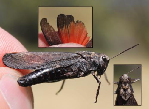 Réf. 173 342 : Psophus stridulus stridulus
