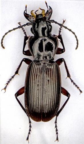 Pterostichus dufourii dufourii