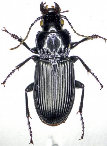 Réf. 173 453 : Pterostichus melanarius