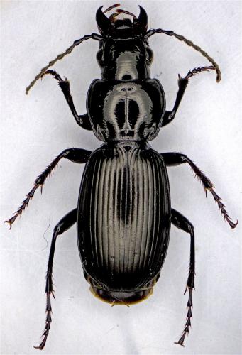 Pterostichus madidus
