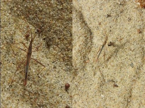 Chorosoma schillingii