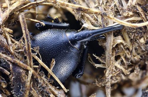 Scyphophorus acupunctatus