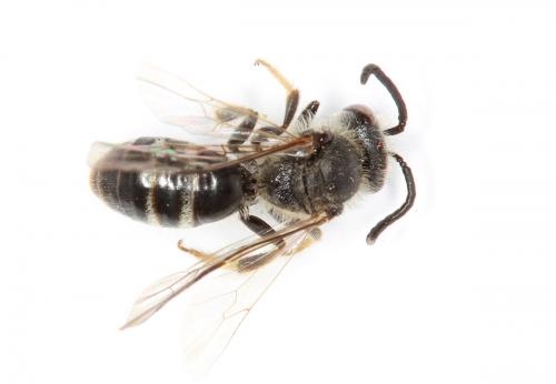Lasioglossum pallens
