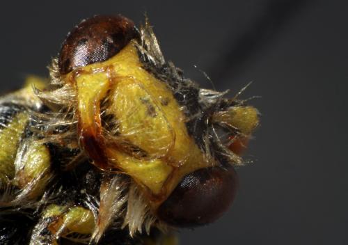 Nomada sp.
