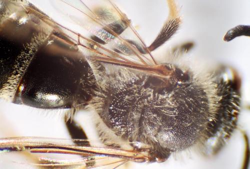 Lasioglossum pallens