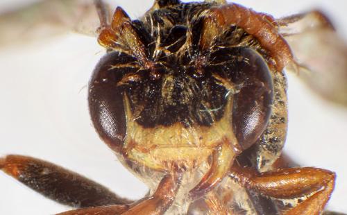 Nomada ruficornis