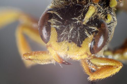 Nomada sp.