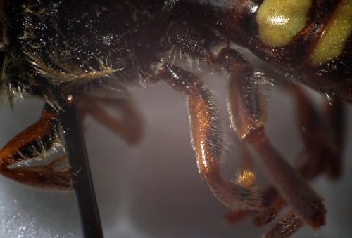 Nomada ruficornis