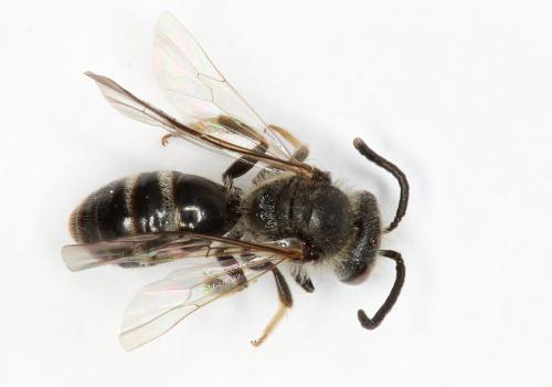 Lasioglossum pallens