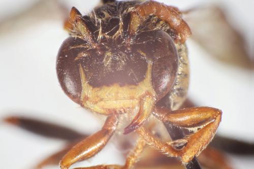 Nomada ruficornis