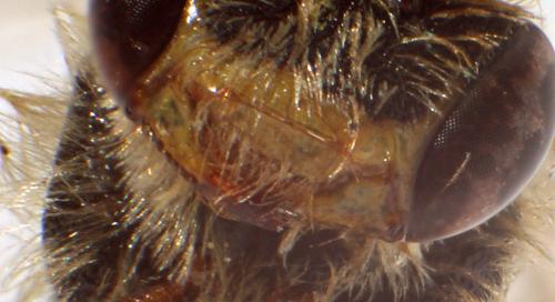 Nomada ruficornis