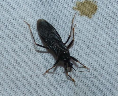 Reduvius personatus