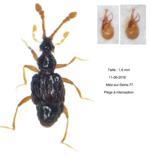 Tychus striola